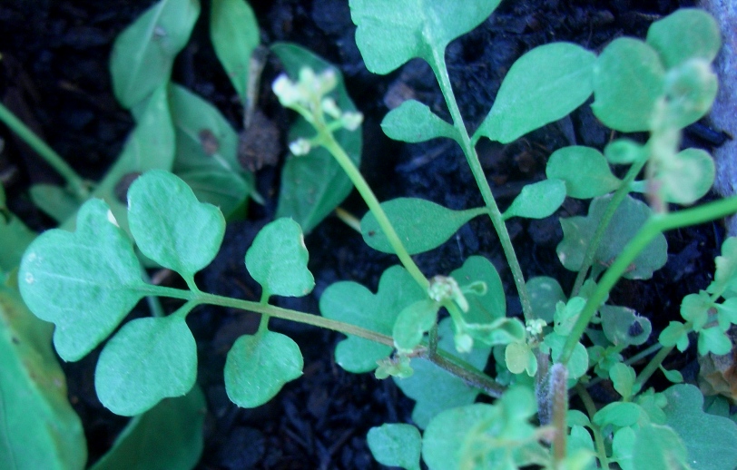 Cardamine hirsuta